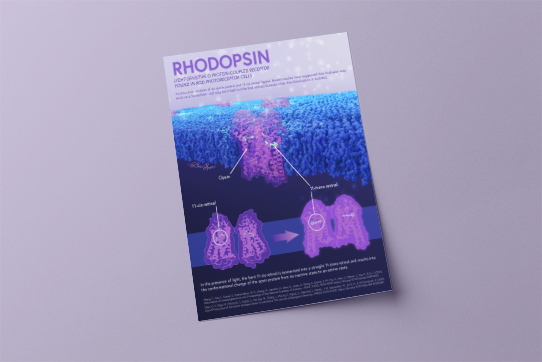 A poster mockup of a rhodopsin molecular visualization poster